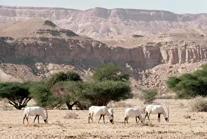 Leucoryx: Arabian Oryx