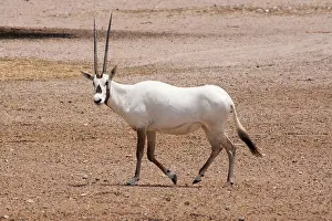 Leucoryx: Arabian Oryx