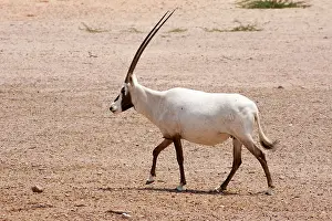 Leucoryx: Arabian Oryx
