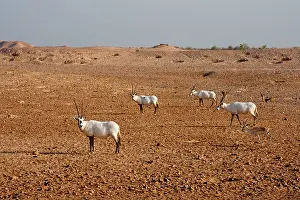 Arabian Oryx