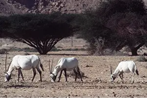 Oryx: ARABIAN ORYX