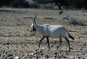 Oryx: ARABIAN ORYX