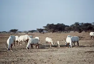 Rungnapa Sasitorn: ARABIAN ORYX