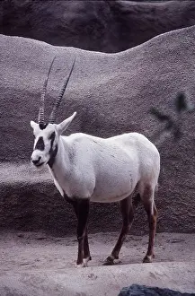 Oryx: ARABIAN ORYX