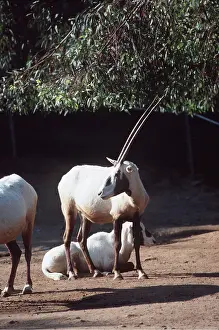 Oryx: ARABIAN ORYX
