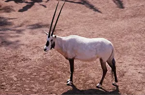Kenneth Hoyle: ARABIAN ORYX