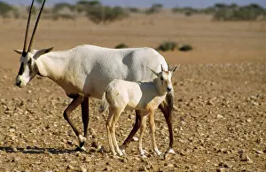 Leucoryx: Arabian Oryx - adult & calf
