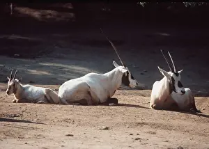 Oryx: Arabian Oryx - adults and young