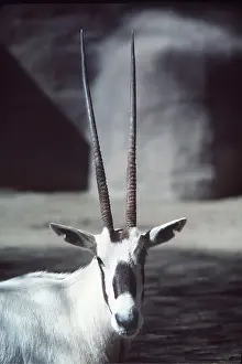 Bonnie Weisser: ARABIAN ORYX - close-up of head