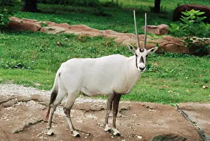 Leucoryx: ARABIAN ORYX - ENDANGERED
