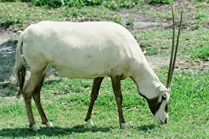 Leucoryx: Arabian ORYX - grazing