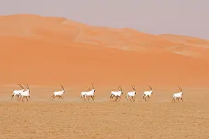 Leucoryx: Arabian Oryx herd
