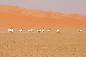 Leucoryx: Arabian Oryx herd