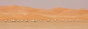 Leucoryx: Arabian Oryx herd