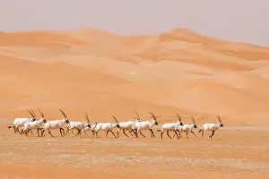Leucoryx: Arabian Oryx herd