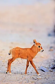 Scarce: Arabian Oryx (Oryx leucoryx) calf on Sir