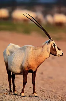 Scarce: Arabian Oryx (Oryx leucoryx) on Sir Bani