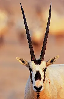 Scarce: Arabian Oryx (Oryx leucoryx) on Sir Bani