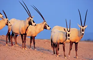 Scarce: Arabian Oryx (Oryx leucoryx) on Sir Bani