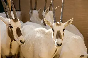 Prior: Arabian Oryx - in pen prior to transportation