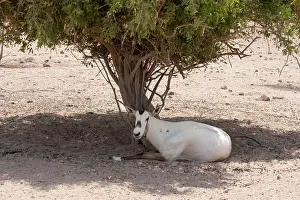 Leucoryx: Arabian Oryx - resting in shade