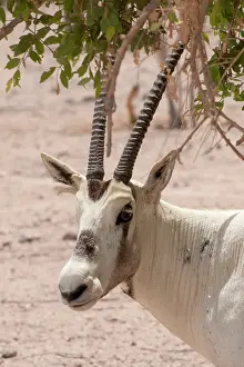 Leucoryx: Arabian Oryx - sheltering in shade