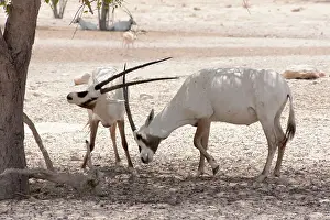 Leucoryx: Arabian Oryx - sparring