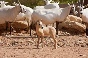 Leucoryx: Arabian Oryx - with young