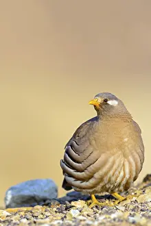 Arabian: Arabian Partridge, Sand Partridge, (Ammoperdix heyi)