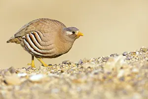 Arabian: Arabian Partridge, Sand Partridge, (Ammoperdix heyi)
