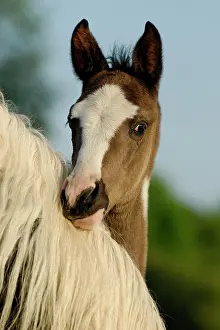 Warmblood: Arabian Pinto, foal looks over the neck of the mother