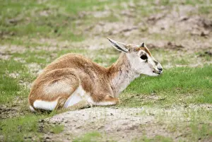 Saudi: Arabian Sand Gazelle / Goitered gazelleS/ Sand