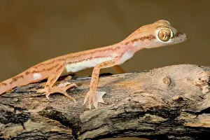 Grip: Arabian Sand Gecko / Arabian short-fingered Gecko