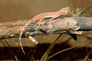Grip: Arabian Sand Gecko / Arabian short-fingered Gecko