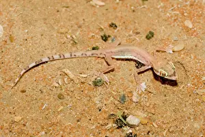 Grip: Arabian Sand Gecko / Arabian short-fingered Gecko