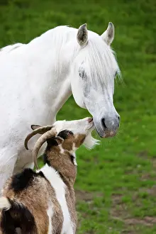 Smell: Arabian stallion, gray, being sniffed by a domestic