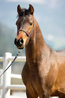 Halter: Arabian stallion, portrait