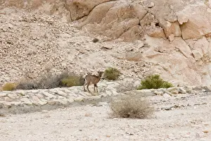 Tahr: Arabian Tahr - young male