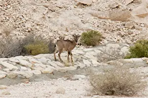 Tahr: Arabian Tahr - young male