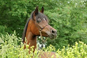Warmblood: Arabian thoroughbred, bay mare