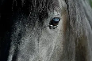 Warmblood: Arabian thoroughbred, black mare