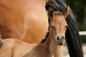 Colt: Arabian thoroughbred, brown colt