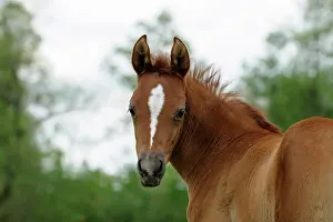 Filly: Arabian thoroughbred, chestnut foal