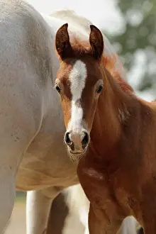 Sorrel: Arabian thoroughbred, chestnut foal next to his