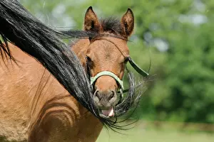 Sorrel: Arabian thoroughbred, chestnut foal, seeks protection