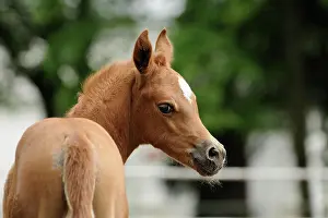 Filly: Arabian thoroughbred, chestnut foal