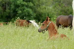 Sorrel: Arabian thoroughbred, chestnut foal resting on a