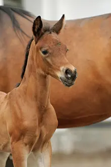 Concentration: Arabian thoroughbred, colt beside his mother