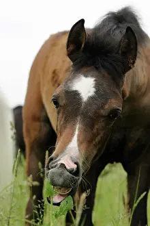 Filly: Arabian thoroughbred, filly eats grass
