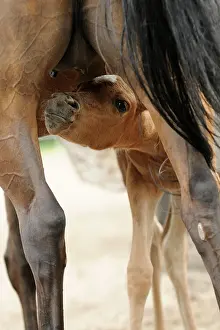 Filly: Arabian thoroughbred, filly looking for udder of